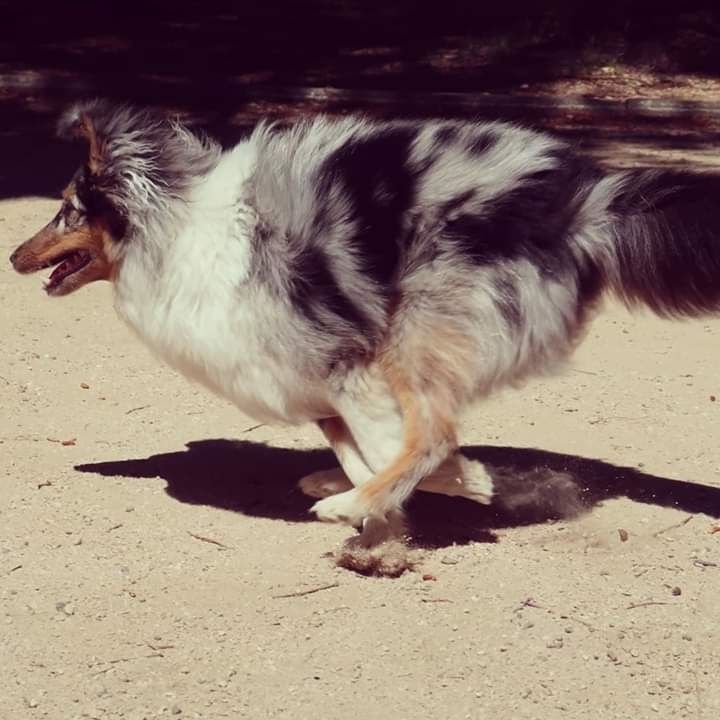 Olga papillon bleue des Crocs de Provence