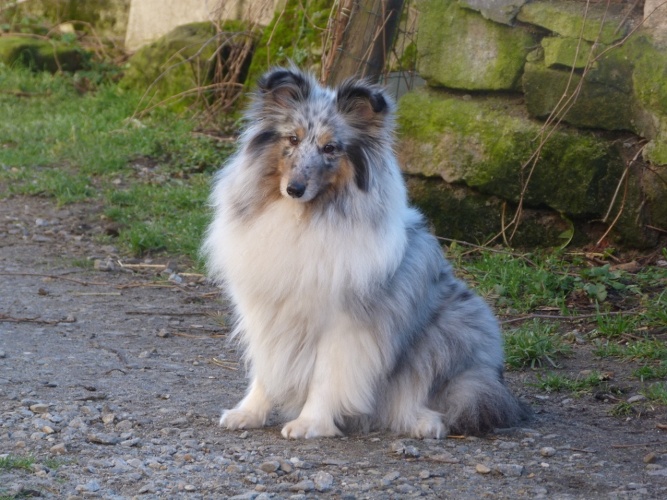 First lady la bleue des Crocs de Provence