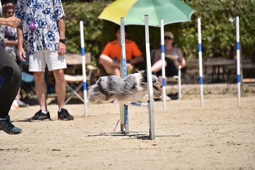 CH. J'imagine bleue des Crocs de Provence