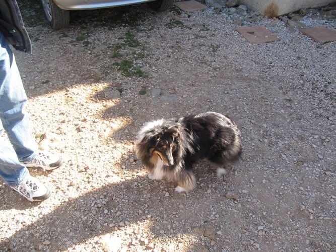 Haîku brune des Crocs de Provence