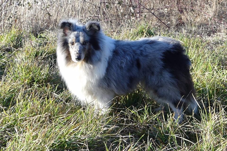 First lady la bleue des Crocs de Provence