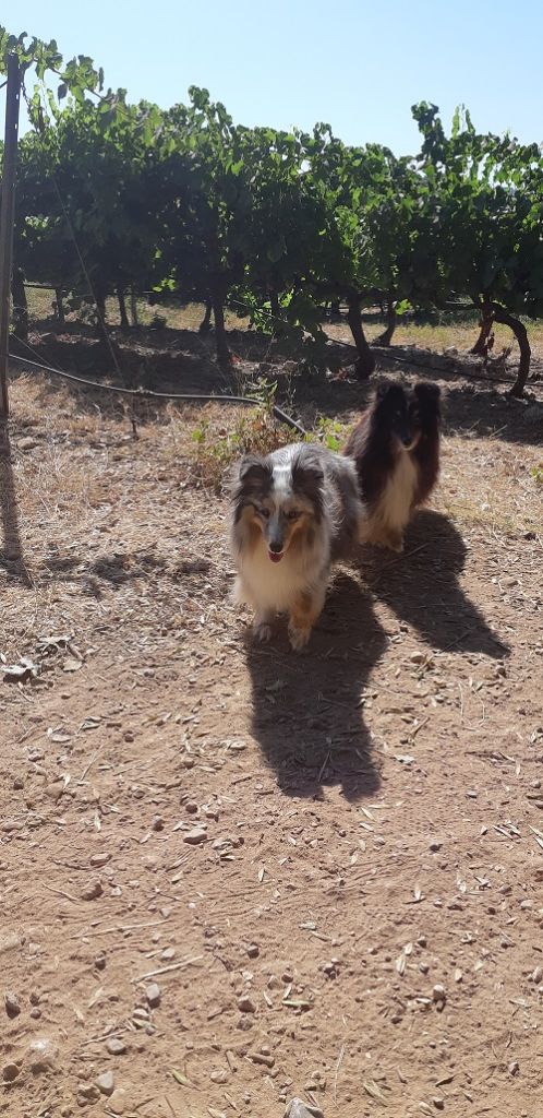 Jessy bleue des Crocs de Provence