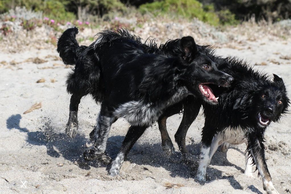 Occhiolino des Crocs de Provence