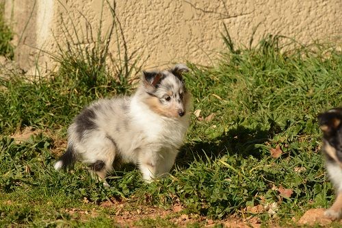 Olga papillon bleue des Crocs de Provence