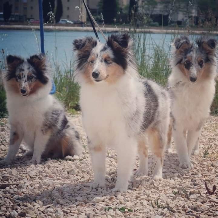 Olga papillon bleue des Crocs de Provence