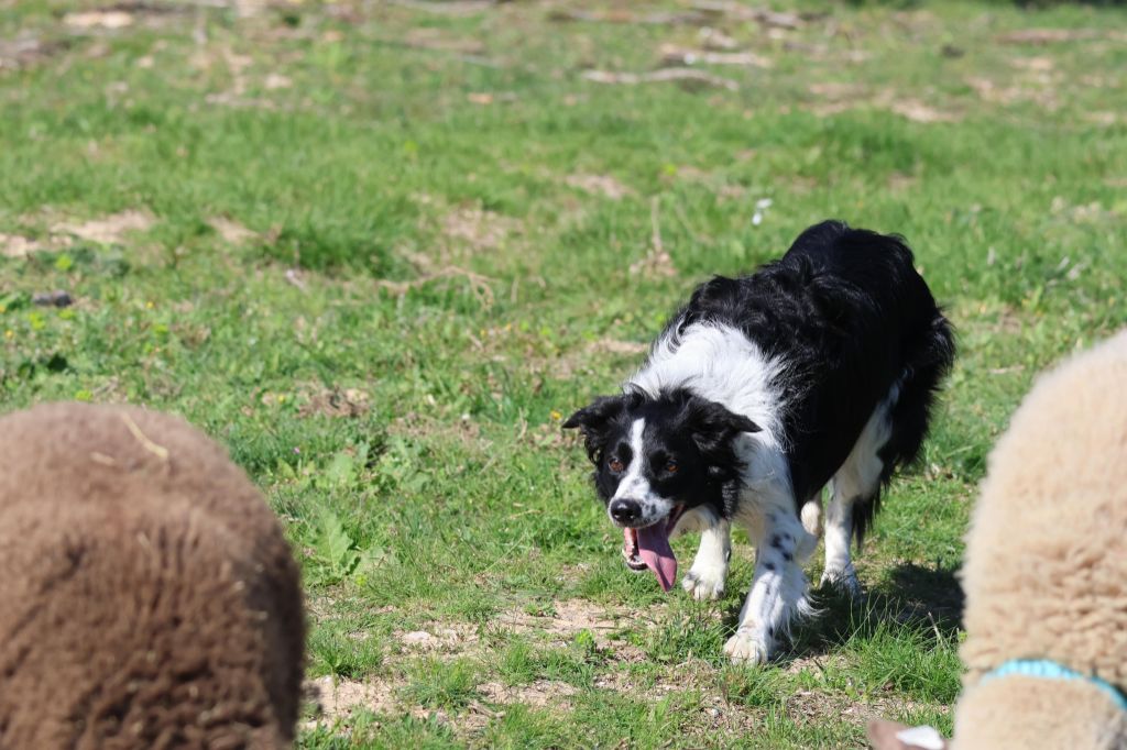 Rikie des Crocs de Provence