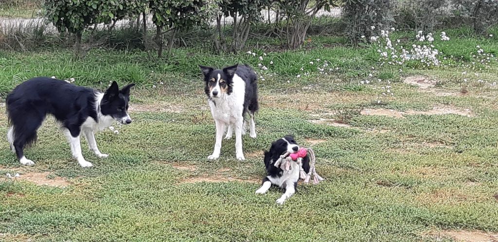 Ruby des Crocs de Provence