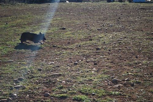 Rage against the machine des Crocs de Provence