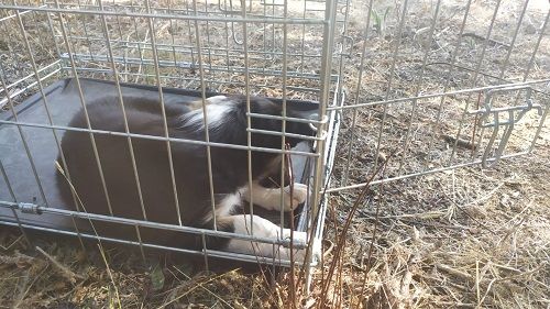 Safari des Crocs de Provence