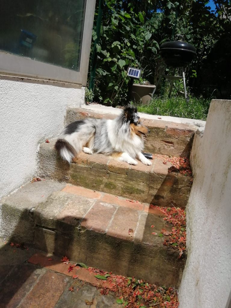 Olga papillon bleue des Crocs de Provence