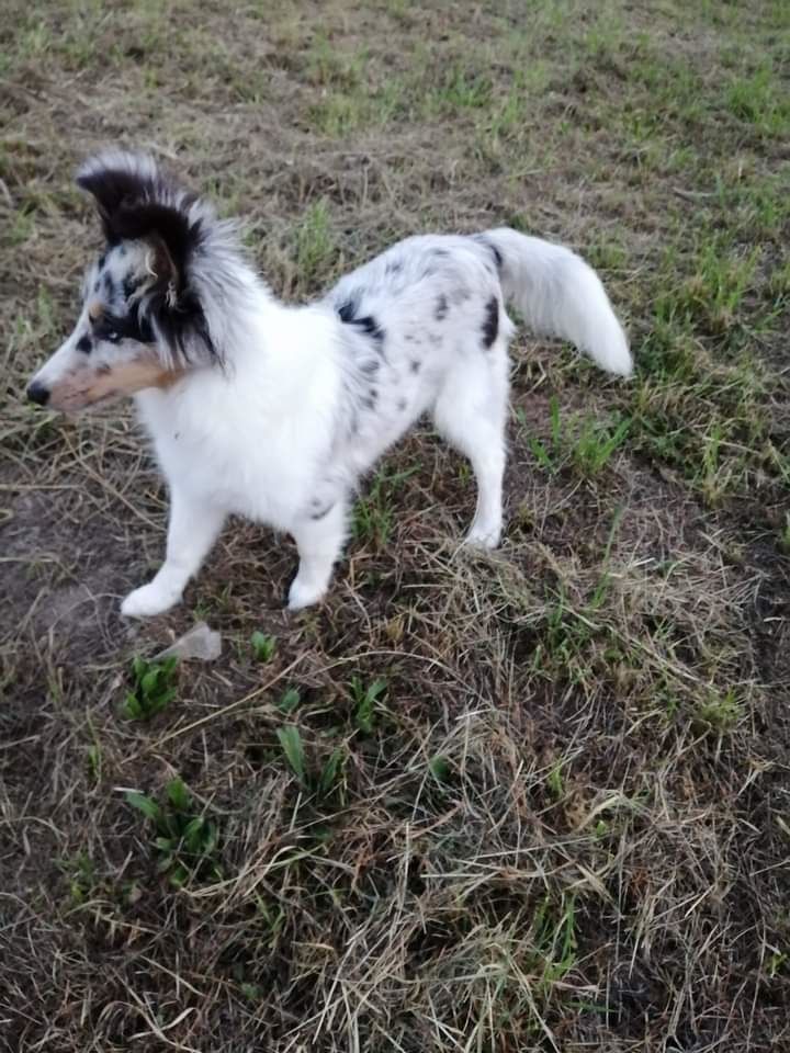 Roxie bleue des Crocs de Provence