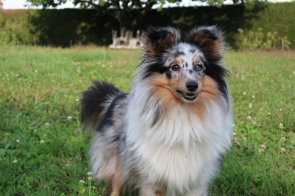 Olga papillon bleue des Crocs de Provence