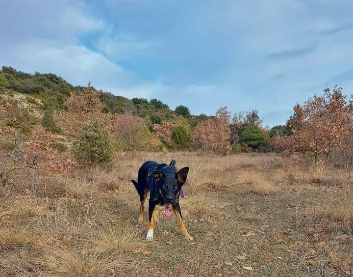 Sao des Crocs de Provence