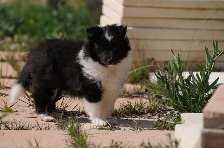 Idylle noire des Crocs de Provence