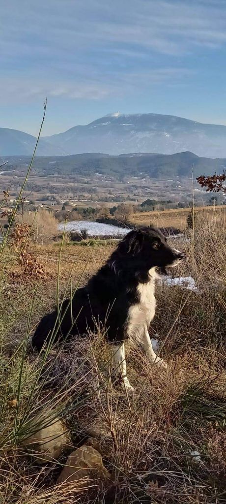 Nyméria des Crocs de Provence