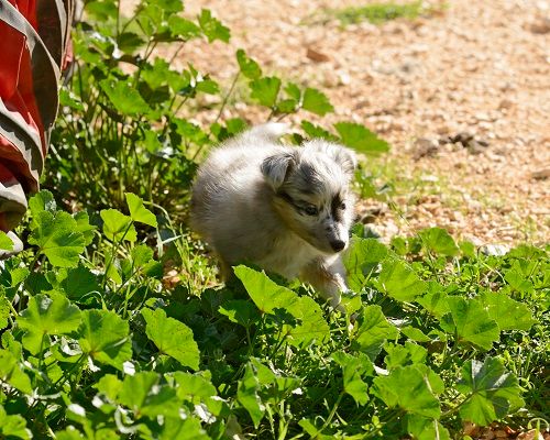 Shelly bleue des Crocs de Provence