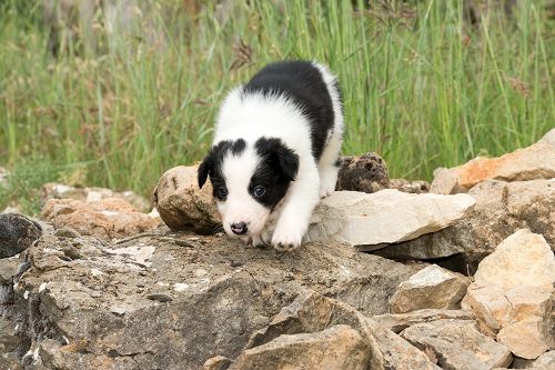 Odyssée des Crocs de Provence