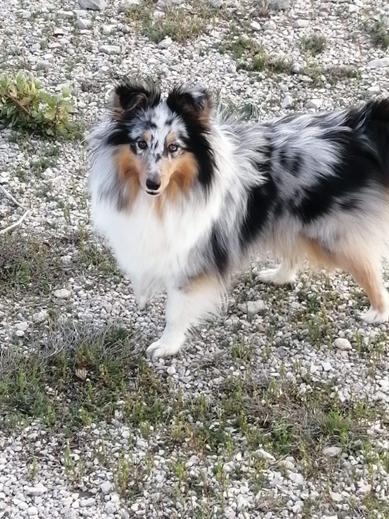 Olga papillon bleue des Crocs de Provence