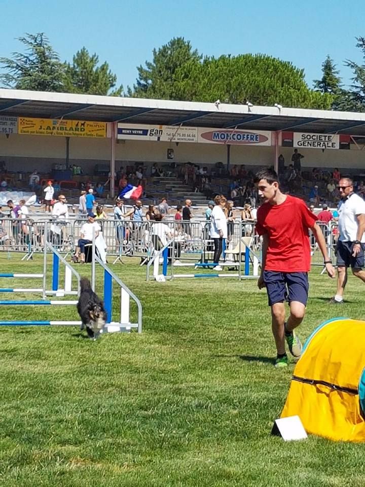 Féline brune des Crocs de Provence