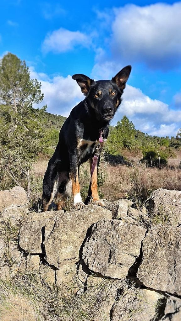 Sao des Crocs de Provence