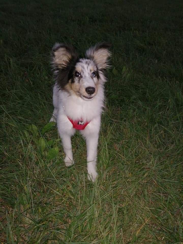 Roxie bleue des Crocs de Provence