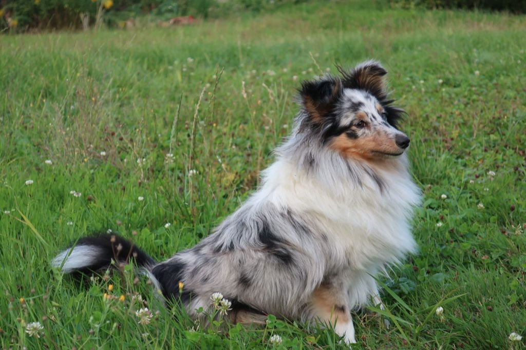 Olga papillon bleue des Crocs de Provence