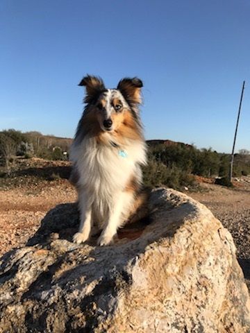 Tiago blue des Crocs de Provence