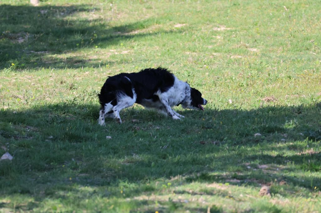 Rikie des Crocs de Provence