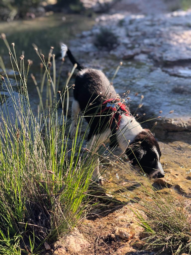 Rikie des Crocs de Provence