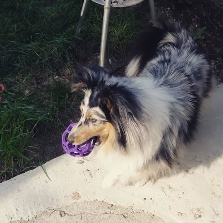 Olga papillon bleue des Crocs de Provence