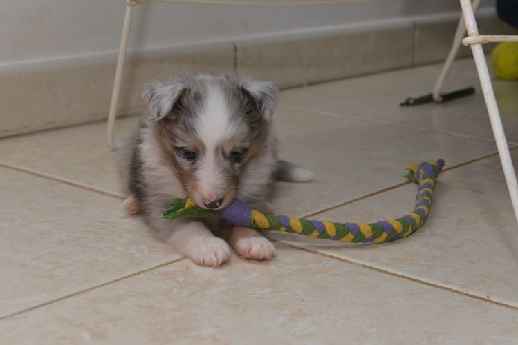 Jessy bleue des Crocs de Provence