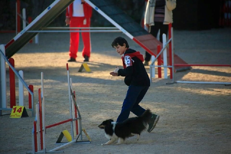 Féline brune des Crocs de Provence