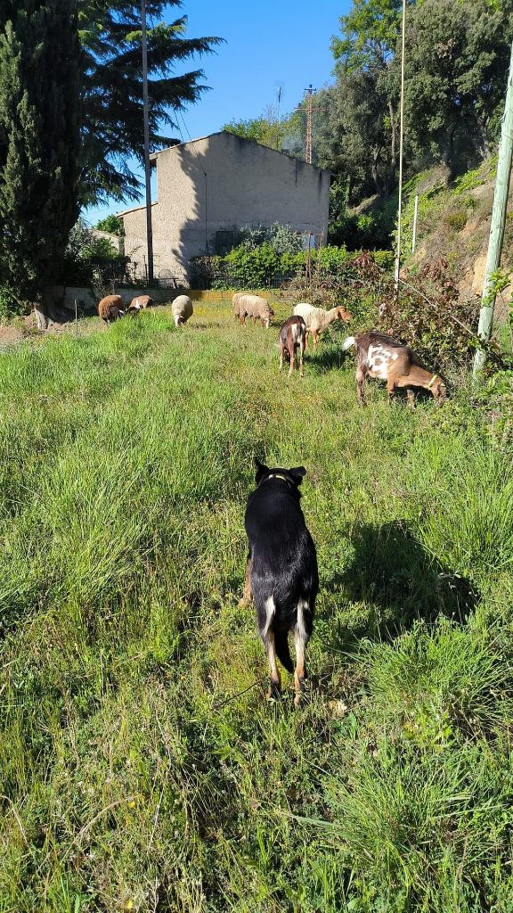 Sao des Crocs de Provence