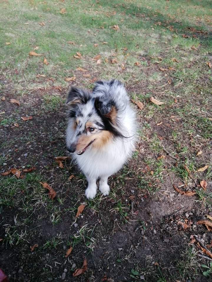 Olga papillon bleue des Crocs de Provence