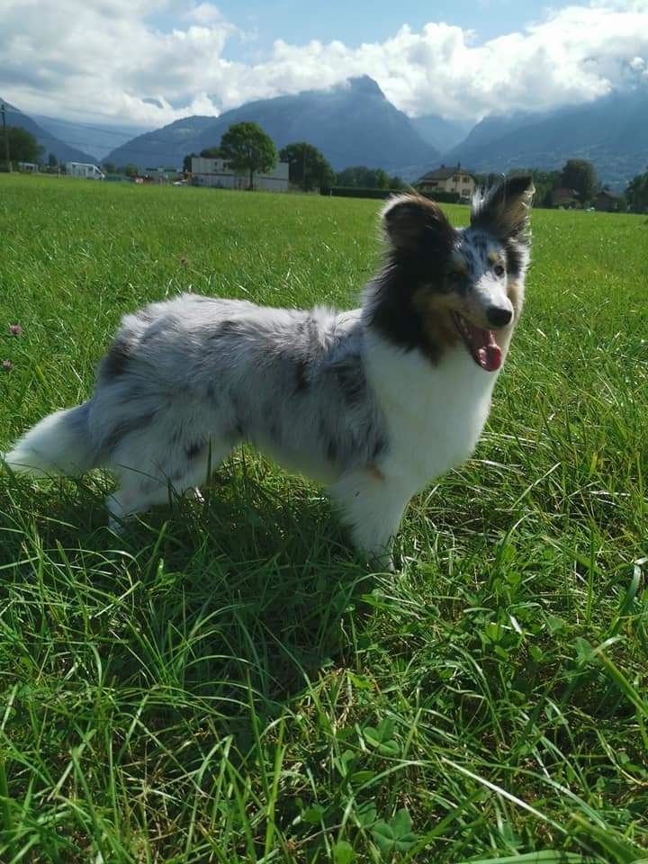 Roxie bleue des Crocs de Provence