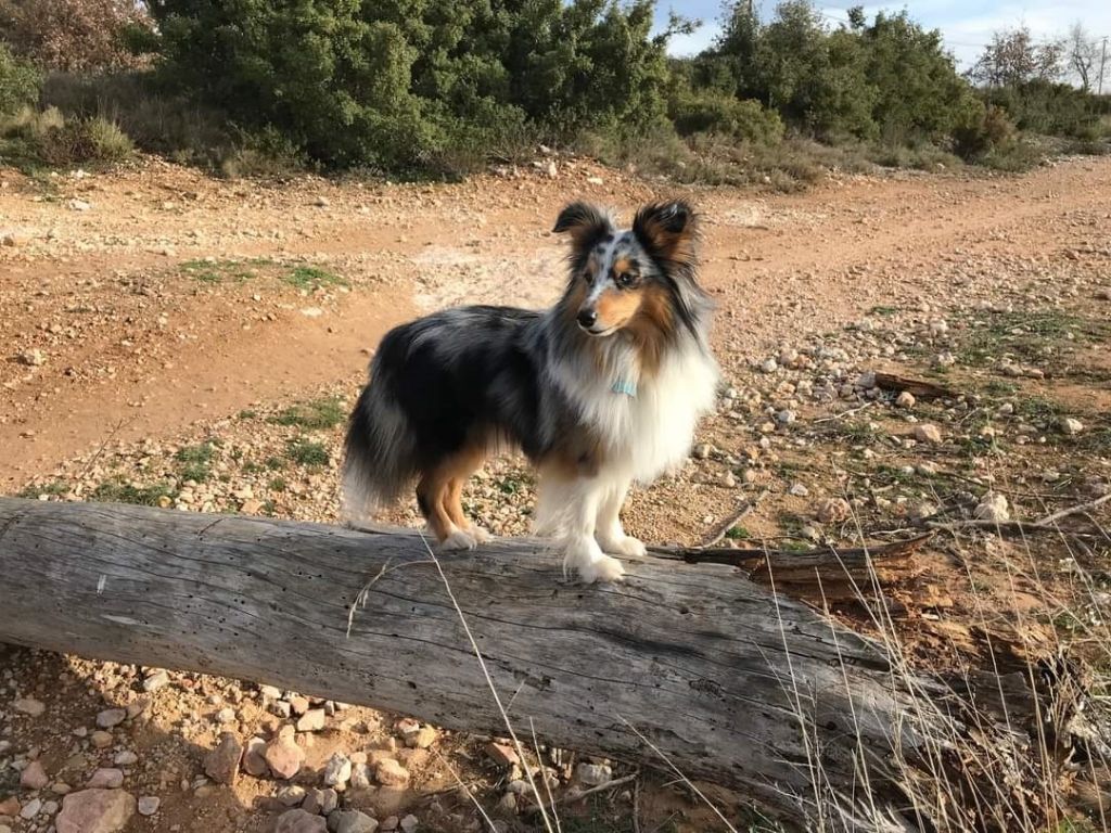 Tiago blue des Crocs de Provence