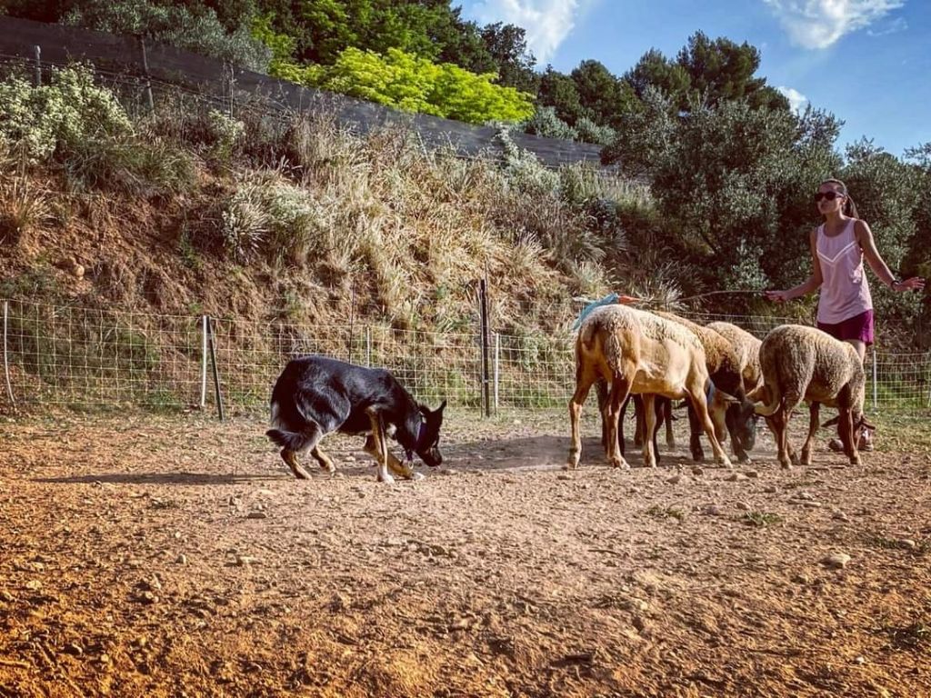 Sao des Crocs de Provence