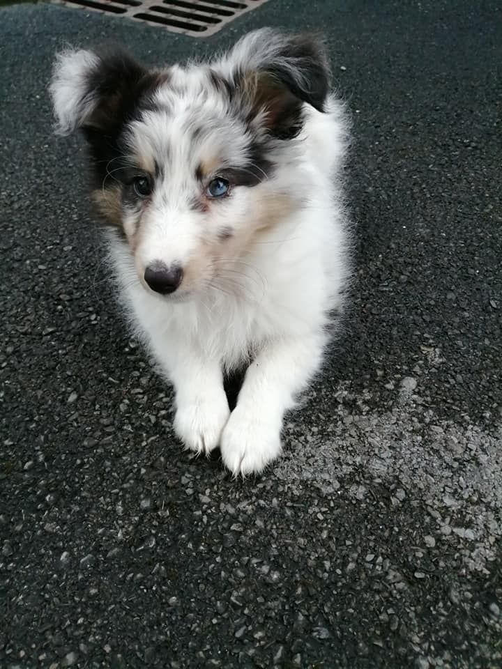 Roxie bleue des Crocs de Provence