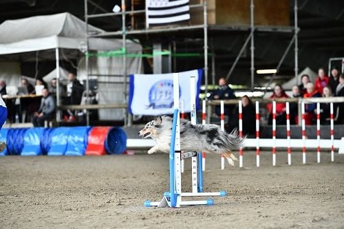 CH. Légolas esprit rebelle le bleu du grain de soleil