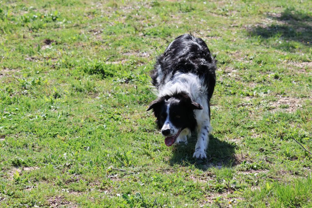 Rikie des Crocs de Provence