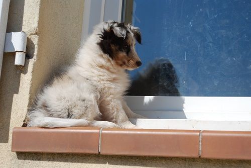 Roxie bleue des Crocs de Provence