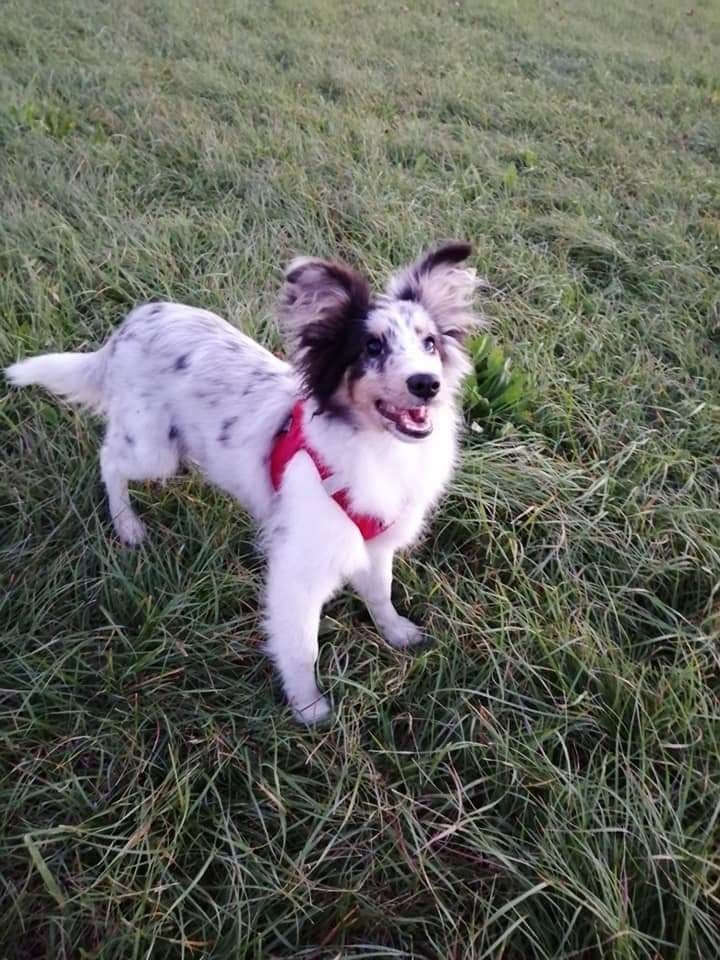 Roxie bleue des Crocs de Provence