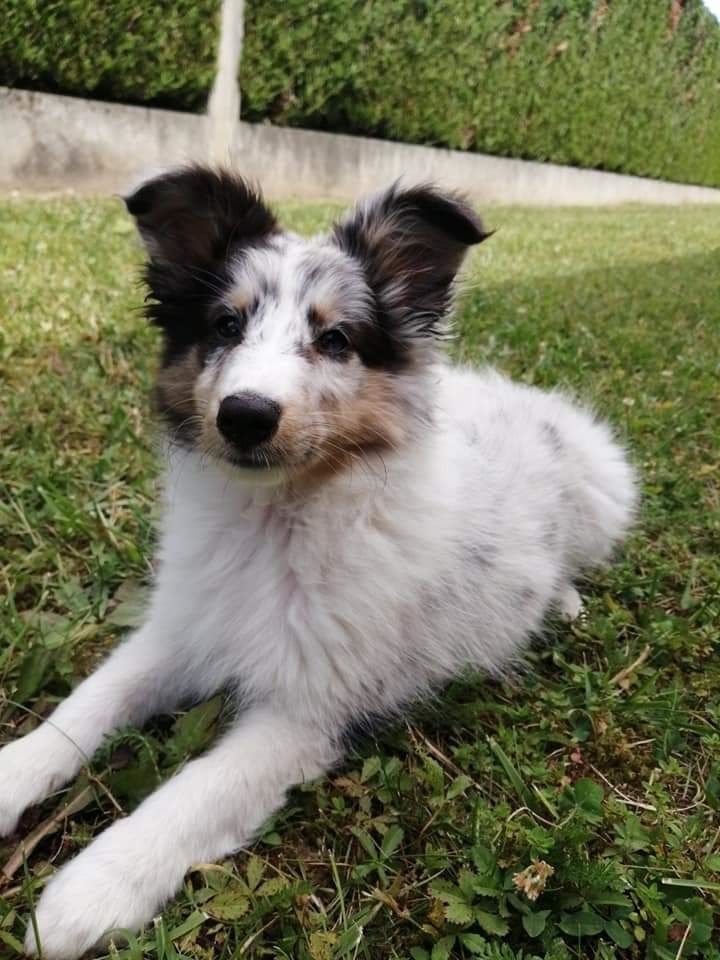 Roxie bleue des Crocs de Provence