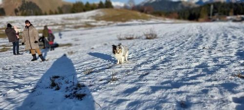 Roxie bleue des Crocs de Provence