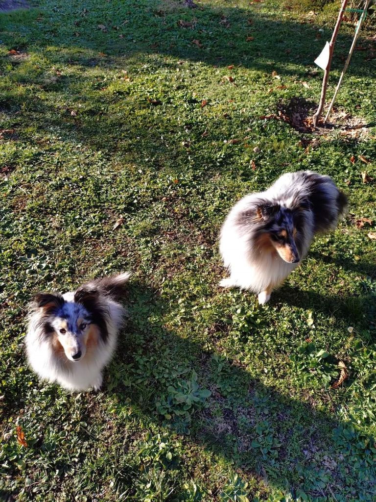 Olga papillon bleue des Crocs de Provence