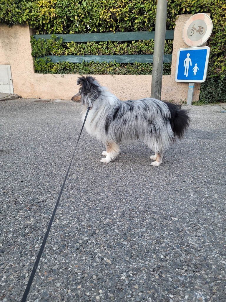 Shiro bleu des Crocs de Provence