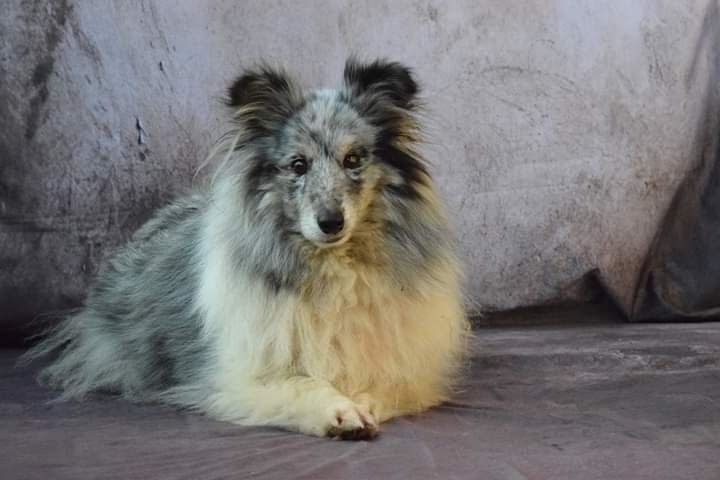 First lady la bleue des Crocs de Provence