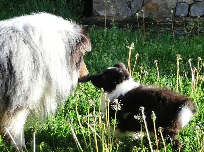 Idylle noire des Crocs de Provence