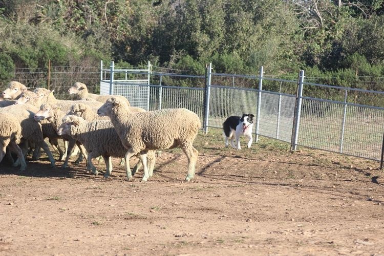 Iliade des Crocs de Provence