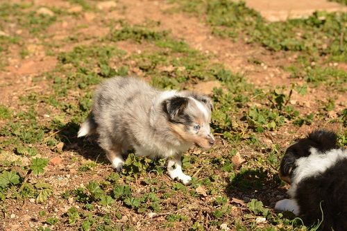 O'fidji bleue des Crocs de Provence